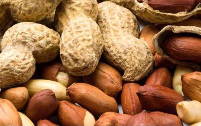 Ghana launches aflatoxin control policy