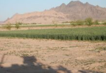 Egypt approves draft law on agricultural encroachments Egypt approves draft law on agricultural encroachments
