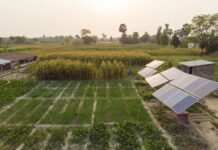 Ethiopia launches “Dream” program for solar irrigation Ethiopia launches “Dream” program for solar irrigation