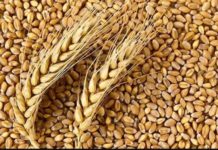 U.N. ship to deliver Ukrainian wheat to Somalia U.N. ship to deliver Ukrainian wheat to Somalia