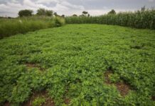 Cameroon opens forum to discuss agricultural financing in Sub-Saharan Africa Cameroon opens forum to discuss agricultural financing in Sub-Saharan Africa