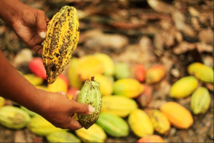 Fairtrade, ECOOKIM, Mars launch new initiative to help cocoa farmers in Cote d’Ivoire