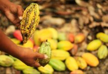 Fairtrade, ECOOKIM, Mars launch new initiative to help cocoa farmers in Cote d’Ivoire Fairtrade, ECOOKIM, Mars launch new initiative to help cocoa farmers in Cote d’Ivoire