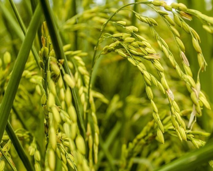 Rwanda to increase scale of land for rice production