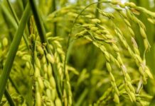 Rwanda to increase scale of land for rice production Rwanda to increase scale of land for rice production