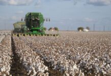 German to support Togo boost cotton yield German to support Togo boost cotton yield
