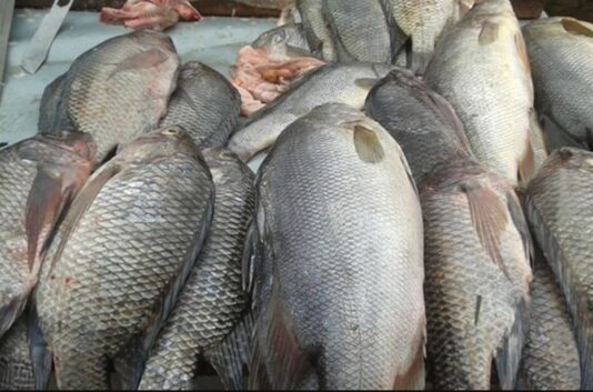World Fisheries Day Highlights Urgent Need for Protein Diversification FAO, NFA announce partnership to strengthen fisheries value chain in Papua New Guinea
