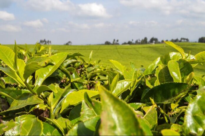Kenya to ban raw tea exports