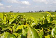 Kenya to ban raw tea exports Kenya to ban raw tea exports
