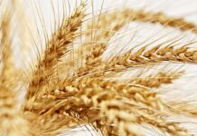 Egypt eyes Congo to plant wheat Egypt eyes Congo to plant wheat