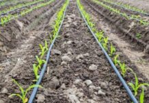 Magriser opens new factory Magriser opens new factory