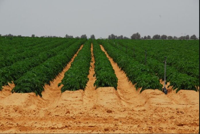 Egypt seeks new agriculture, food security cooperation with Gabon