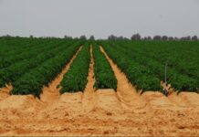 Egypt seeks new agriculture, food security cooperation with Gabon Egypt seeks new agriculture, food security cooperation with Gabon