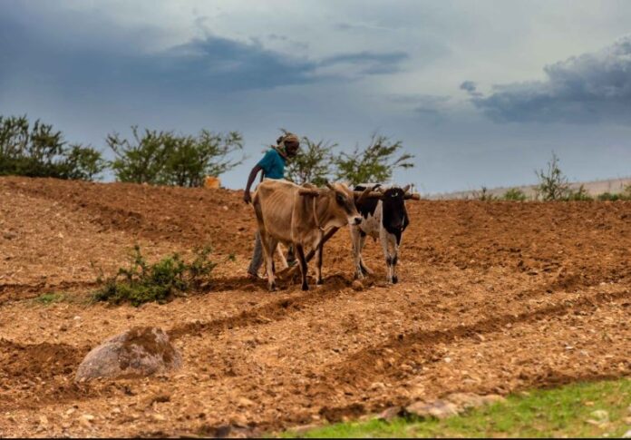 Call for Innovative Approaches to enhance Climate Adaptation for Agriculture in Africa | $100,000 Funding for Seed Projects
