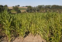 Nigeria records 80% loss in crop yield Nigeria records 80% loss in crop yield