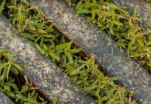 Water desalination system for irrigation to be developed in Egypt Water desalination system for irrigation to be developed in Egypt