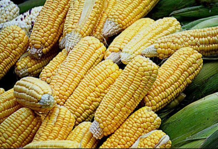 Kenya approves commercialization of GM maize