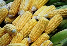 Kenya approves commercialization of GM maize Kenya approves commercialization of GM maize