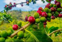 Nestlé launches NESCAFÉ Plan 2030 Nestlé launches NESCAFÉ Plan 2030