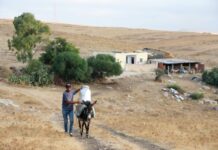 FAO helps young Tunisian farmer to venture into cheese production