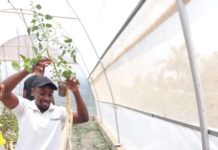 Zimbabweans start-ups develop “Mobile Farm” to provide consumers with fresh produce