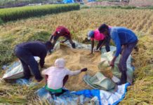 Perennial rice incorporates African wild rice genes and halves production cost