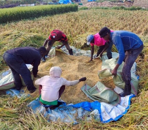 Perennial rice harvest in Uganda near Lake Victoria