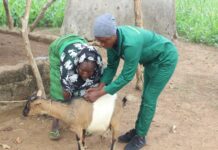 Project bets on digital app, solar refrigeration to boost vaccine delivery among women livestock holders in Ghana
