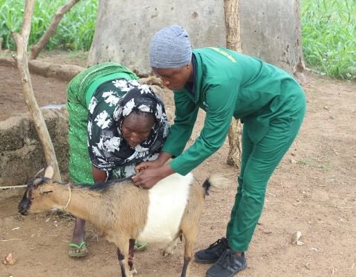 The project has recruited two female vaccinators