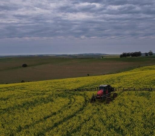 Wheat barley canola oats and alfalfa are farmed at Spitskop for Merino sheep