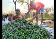 Innovative farming techniques that protects nature and create jobs