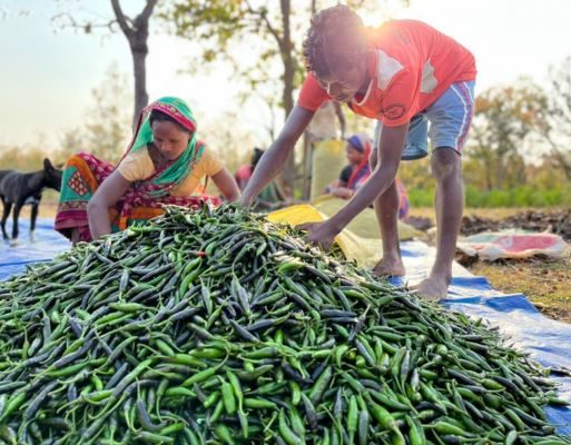 collectives-for-integrated-livelihood-initiatives—farmer-with-produce_52060046667_o