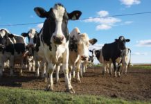 Zimbabwe records increase in milk production as govt interventions, partnerships pay off