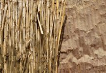 The Bamboo Boom in Africa