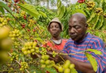 Nestlé launches NESCAFÉ Plan 2030 to help drive regenerative agriculture