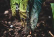 Reseeding Grasses in African Agriculture for Cattle Grazing