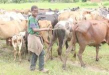 Donors dangle US$1 billion for Zambia’s agriculture revival