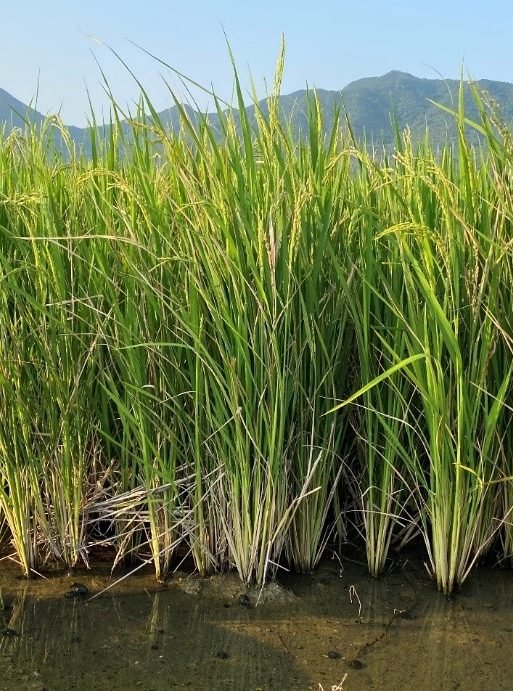 perenial rice