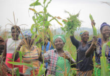 Agro-Food Processing Project hits its stride in Togo : AfDB