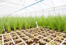 Empowerment project sees Nederburg grow its own lunch