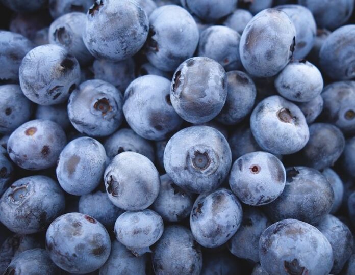 IFC, FMO partner to invest in South Africa’s blueberry sector