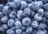 Blueberry Deal with China Could Be a Win for SA — Only If Family Farmers Are Included IFC, FMO partner to invest in South Africa’s blueberry sector
