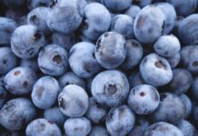 IFC, FMO partner to invest in South Africa’s blueberry sector IFC, FMO partner to invest in South Africa’s blueberry sector