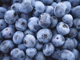 Blueberry Deal with China Could Be a Win for SA — Only If Family Farmers Are Included IFC, FMO partner to invest in South Africa’s blueberry sector
