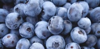Blueberry Deal with China Could Be a Win for SA — Only If Family Farmers Are Included IFC, FMO partner to invest in South Africa’s blueberry sector