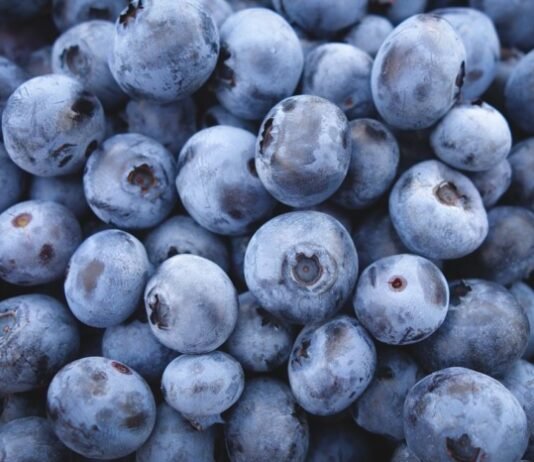 Blueberry Deal with China Could Be a Win for SA — Only If Family Farmers Are Included IFC, FMO partner to invest in South Africa’s blueberry sector