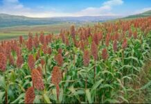 Gates Foundation announces new commitment to meet climate adaptation needs of smallholder farmers Gates Foundation announces new commitment to meet climate adaptation needs of smallholder farmers