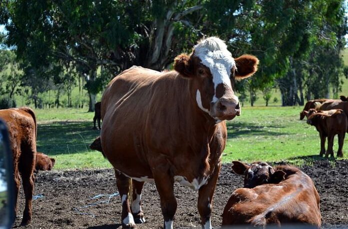 Kenya launches livestock off-take programme in Kilifi County