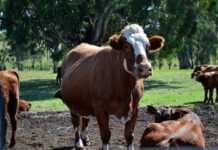 Kenya launches livestock off-take programme in Kilifi County Kenya launches livestock off-take programme in Kilifi County