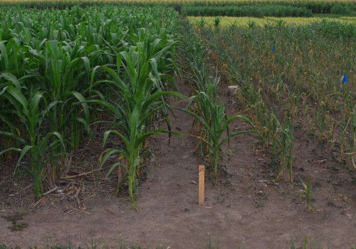 Zambia promote sustainable maize cropping practices for small-scale farmers